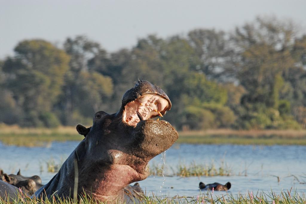 Divava Okavango Resort And Spa Bagani Екстер'єр фото